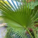 Washingtonia filifera 葉