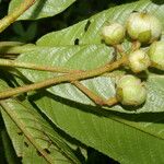 Saurauia montana Leaf