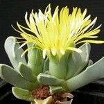 Faucaria bosscheana Лист