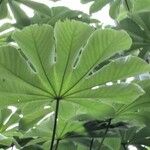 Cecropia peltata পাতা