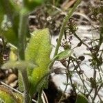 Arabis auriculata Leaf