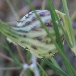 Gomphocarpus integer Fruit