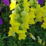 Antirrhinum majus花