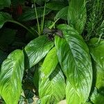 Tacca chantrieri Leaf