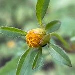 Bidens frondosa Flor