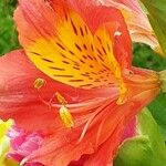 Alstroemeria ligtu Flor