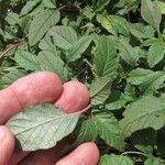 Amaranthus palmeri পাতা