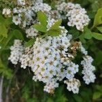 Spiraea × vanhouttei Õis