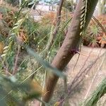 Parkinsonia aculeata Kůra