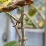 Rubus camptostachys 樹皮