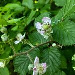 Rubus bipartitus