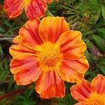 Tagetes tenuifolia Fula