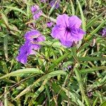 Ruellia simplex പുഷ്പം