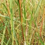 Hyparrhenia diplandra Leaf