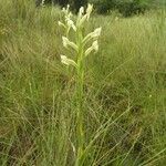 Centrostigma occultans Flor