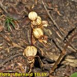 Epipogium aphyllum Fruit