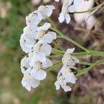 Achillea clavennae Цвят