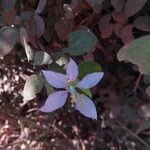 Bauhinia morondavensis Flor