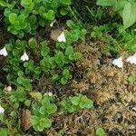 Linnaea borealis Hábitos