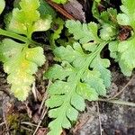 Asplenium adiantum-nigrumLeaf