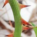 Smilax aspera Bark