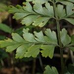 Asplenium buettneri Folio