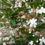 Clerodendrum indicum Flower