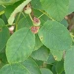 Amelanchier laevis Fruit