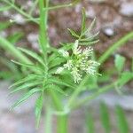 Cardamine impatiens Cvet