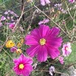 Cosmos bipinnatusCvet