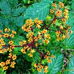 Leea guineensis फूल