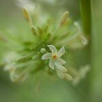 Carica papaya Flower