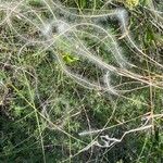 Stipa pennata Fruit