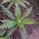 Sonchus canariensis Blatt