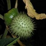 Datura innoxia Meyve