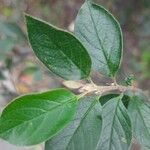 Cotoneaster integerrimus Leaf