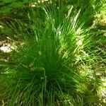 Carex elongata Цвят