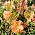 Saxifraga carpetana पत्ता