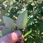 Notholithocarpus densiflorus Blad