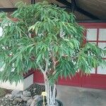 Ficus binnendykii ശീലം