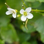 Cardamine asarifolia Fula