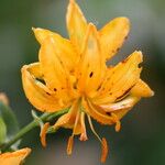 Lilium hansonii 花