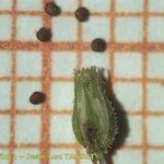 Arenaria leptoclados Gyümölcs