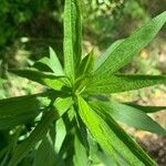 Solidago altissima Blatt