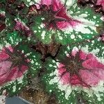 Begonia rex Leaf