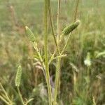 Sanguisorba canadensis ᱪᱷᱟᱹᱞᱤ