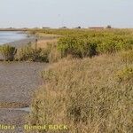 Spartina maritima Habit