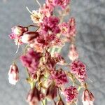 Gypsophila paniculata Flor