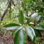 Myrica fayaFeuille