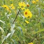 Helianthus grosseserratus Blatt